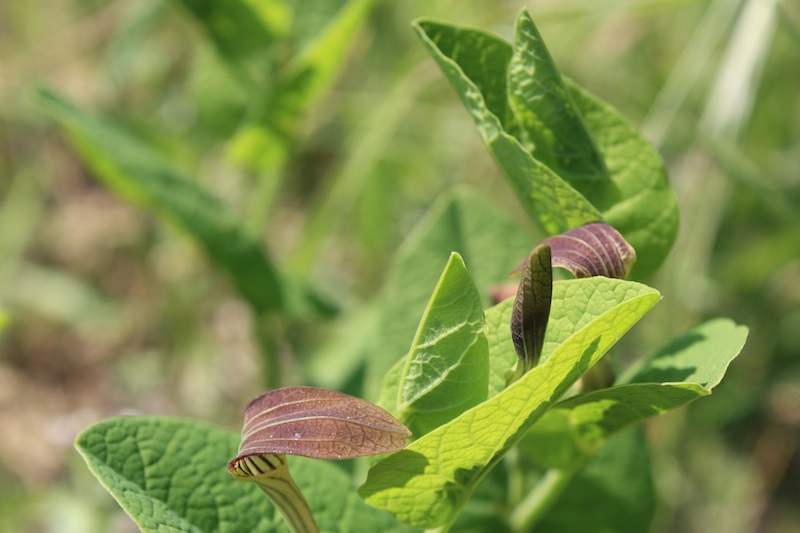 Aristolochia rotunda